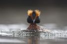 Horned Grebe, The eyes of a killer, Sweden 16th of April 2012 Photo: Daniel Pettersson