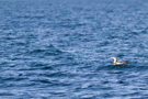 Yellow-billed Loon, 3cy or adult? , Denmark 15th of April 2012 Photo: Stephan Skaarup Lund