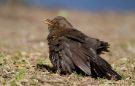 Common Blackbird, Denmark 17th of April 2012 Photo: Simon Berg Pedersen