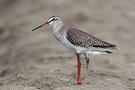 Spotted Redshank, Thailand 16th of March 2012 Photo: Helge Sørensen
