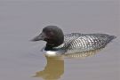 Great Northern Loon, USA 12th of April 2012 Photo: Anne Navntoft
