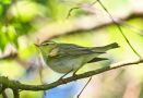 Wood Warbler, Fouragerende , Denmark 30th of April 2012 Photo: Bo Tureby