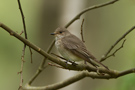 Spotted Flycatcher, Denmark 14th of May 2012 Photo: Claus Halkjær