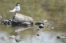 Whiskered Tern, Greece 10th of May 2012 Photo: Lars Rostgaard