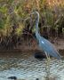 Tricolored Heron, Cuba 2nd of March 2012 Photo: J Ole Andersen