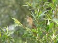 River Warbler, Netherlands 24th of May 2012 Photo: Massimiliano Dettori