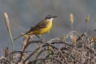 Western Yellow Wagtail, Spain 25th of April 2012 Photo: Steen E. Jensen
