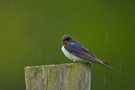 Barn Swallow, I regnvejr.., Sweden 26th of May 2012 Photo: Claus Halkjær