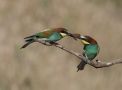 European Bee-eater, Greece 22nd of May 2012 Photo: Klaus Dichmann