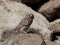 Little Owl, Greece 23rd of May 2012 Photo: Klaus Dichmann