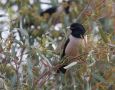 Rosy Starling, Greece 25th of May 2012 Photo: Klaus Dichmann