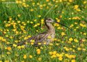 Eurasian Curlew, Sweden 25th of May 2012 Photo: Axel Mortensen