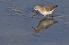 Little Stint, Greece 9th of May 2012 Photo: Lars Rostgaard