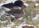 Pink-footed Goose, 2cy, Sweden 4th of February 2012 Photo: Nis Lundmark Jensen