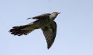 Common Cuckoo, Denmark 25th of May 2012 Photo: Per Holmberg