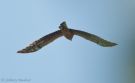 Pallid Harrier, 2 cy, Denmark 24th of May 2012 Photo: Johnny Madsen