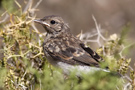 Cyprus Wheatear, Juvenile, just fledged, only feeded by the male!, Denmark 23rd of May 2012 Photo: Tommy Holmgren