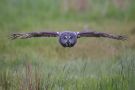 Great Grey Owl, Sweden 31st of May 2012 Photo: Daniel Pettersson