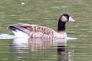 Greylag Goose x Greater Canada Goose, Sweden 20th of May 2012 Photo: Hans Henrik Larsen