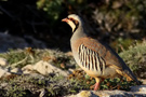 Chukar Partridge, Cyprus 26th of May 2012 Photo: Tommy Holmgren