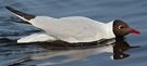 Black-headed Gull, Myggejagt, Sweden 19th of May 2012 Photo: Hans Henrik Larsen