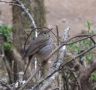 Hermit Thrush, Mexico 25th of March 2012 Photo: Jens Thalund