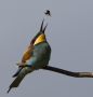 European Bee-eater, Lufttur, Hungary 25th of May 2012 Photo: Christine Raaschou-Nielsen
