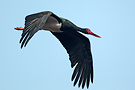 Black Stork, Adult, India 1st of February 2012 Photo: Helge Sørensen