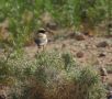 Desert Wheatear, Morocco 1st of May 2012 Photo: Jens Thalund
