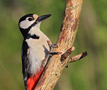 Great Spotted Woodpecker, Sweden 21st of May 2012 Photo: Hans Henrik Larsen