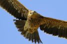 Eastern Imperial Eagle, Azerbaijan May 2012 Photo: Eric Didner