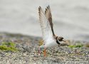 Semipalmated Plover, The 2nd for Norway and Varanger, Norway 4th of July 2012 Photo: Tormod Amundsen