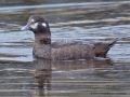 Harlequin Duck, Iceland 10th of May 2012 Photo: Jacob Breson Neumann