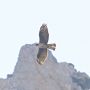 Bonelli's Eagle, Greece 7th of July 2012 Photo: Peter Østrup Jensen