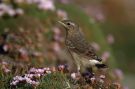 Northern Wheatear, pull., Scotland 11th of June 2012 Photo: Rolf Nagel