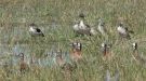 Knob-billed Duck, Botswana 1st of May 2012 Photo: Michael Frank Nielsen