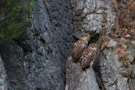 Brown Fish Owl, Turkey 17th of July 2012 Photo: André Riis Ebbesen