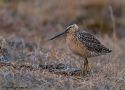 Long-billed Dowitcher, USA June 2012 Photo: Tomas Lundquist