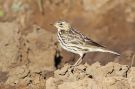Red-throated Pipit, 2K, 1. vinter - 2cy, First Winter, Ethiopia 19th of February 2012 Photo: Thomas Varto Nielsen