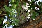 Pallid Scops Owl, Juvenil, Turkey 19th of July 2012 Photo: Kim Duus