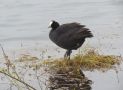 Red-knobbed Coot, Morocco 6th of May 2012 Photo: Jens Thalund