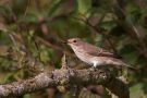Spotted Flycatcher, Sweden 14th of August 2012 Photo: Henrik Friis