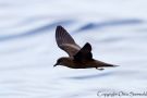 Bulwer's Petrel, Portugal 7th of August 2012 Photo: Otto Samwald