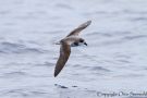 Fea's Petrel, Portugal 7th of August 2012 Photo: Otto Samwald