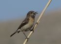 Siberian Stonechat, Female , Turkmenistan 12th of May 2012 Photo: Michael Westerbjerg Andersen