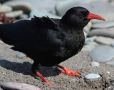 Red-billed Chough, Ireland 27th of August 2012 Photo: Paul Patrick Cullen