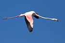 Greater Flamingo, Greece 29th of August 2012 Photo: Simon Berg Pedersen