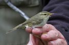 Arctic Warbler, 1K, Denmark 16th of September 2012 Photo: Lars Paaby