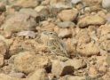 Greater Short-toed Lark, Morocco 5th of May 2012 Photo: Jens Thalund