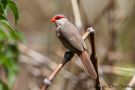 Common Waxbill, Portugal 4th of August 2012 Photo: Otto Samwald